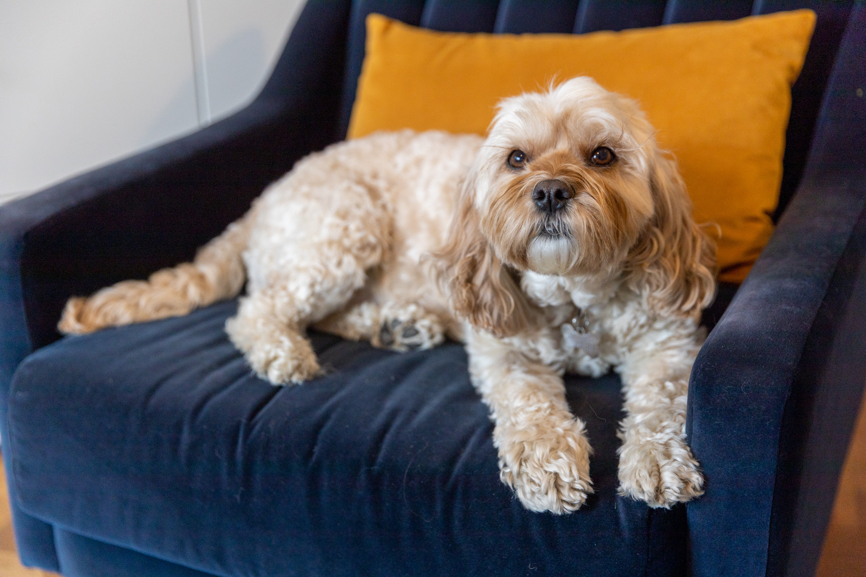 Poppy, our School Dog